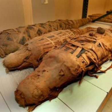 Cocodrilo momificado en Sant Cugtat.